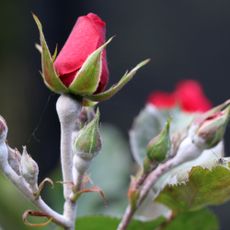 powdery mildew on roses - i-am-helen - GettyImages-1235978850