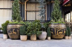 large decorative pots filled with evergreen plants outside a window on the street