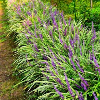 Set 3 Lilyturf Liriope Plant Live, Ornamental Grass Liriope Muscari Live Starter Plants, From 6 Inches Tall, Ground Cover Grass