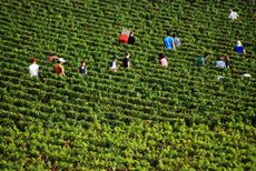 Pommard and Volnay 2020