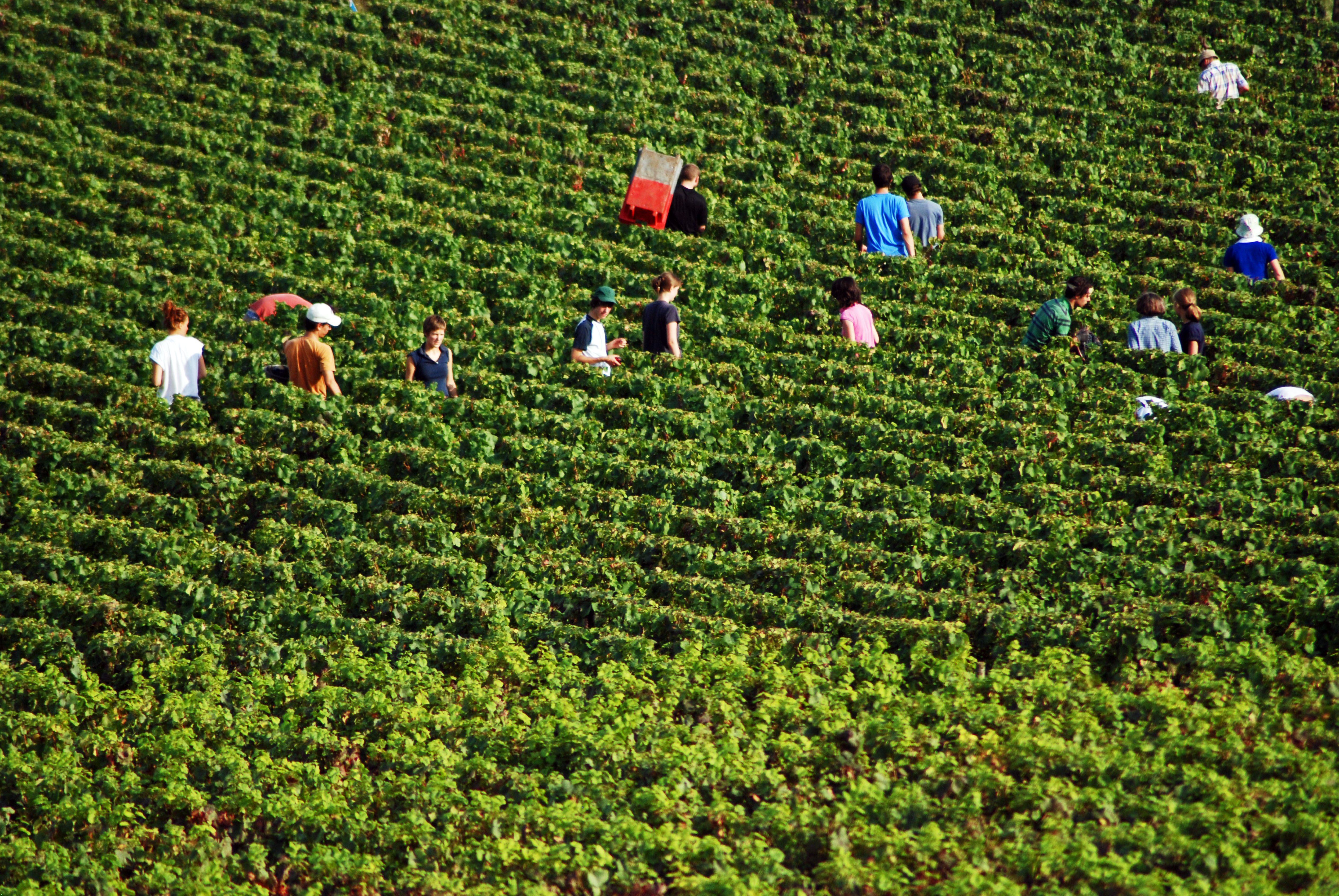 Pommard and Volnay 2020