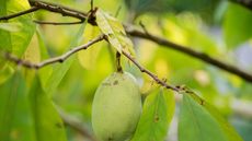 Pawpaw tree with green fruits in a garden border