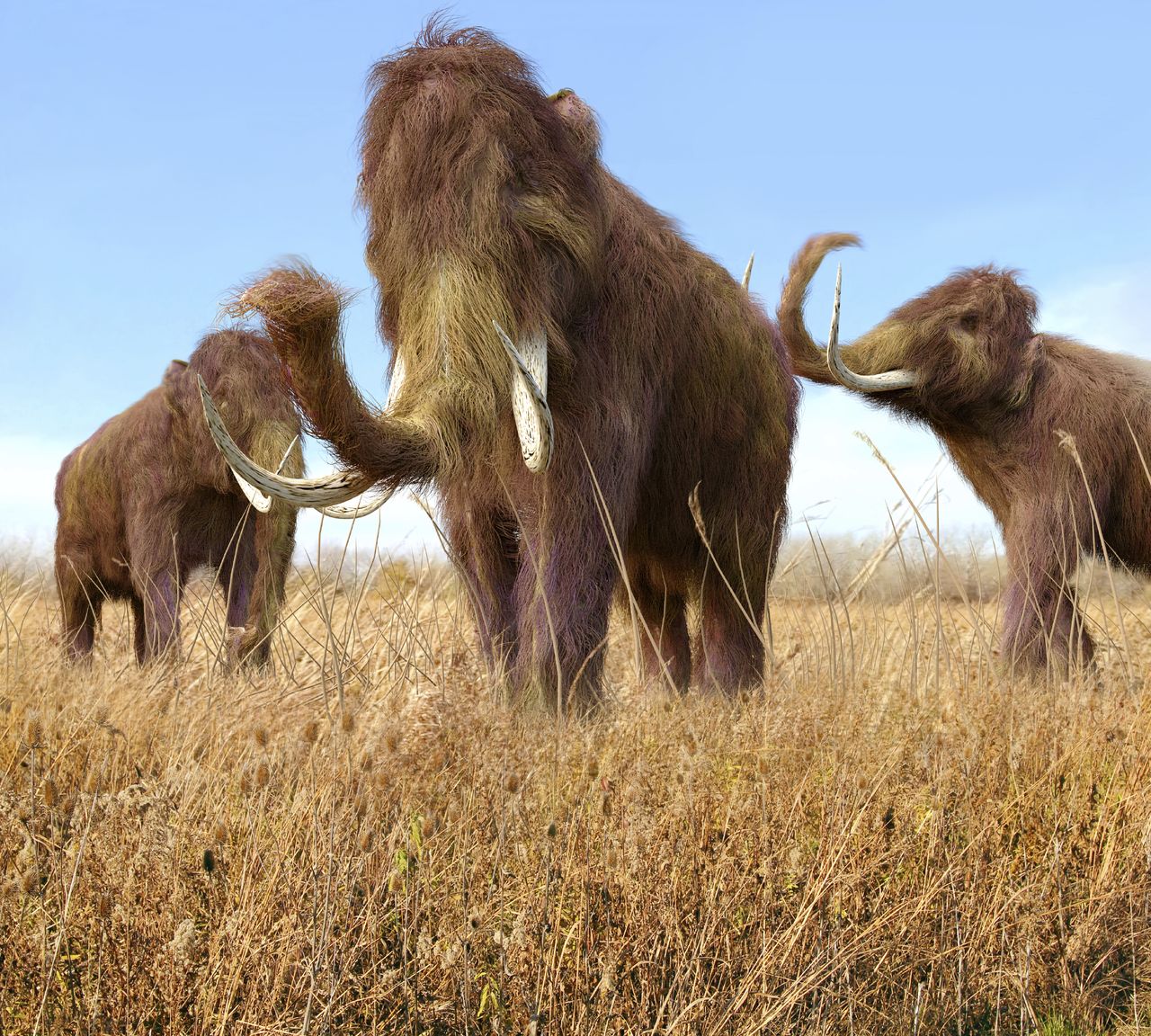 Wooly mammoths