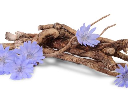 Pressed and dried blue flowers chicory or cichorium. Isolated on white  Stock Photo