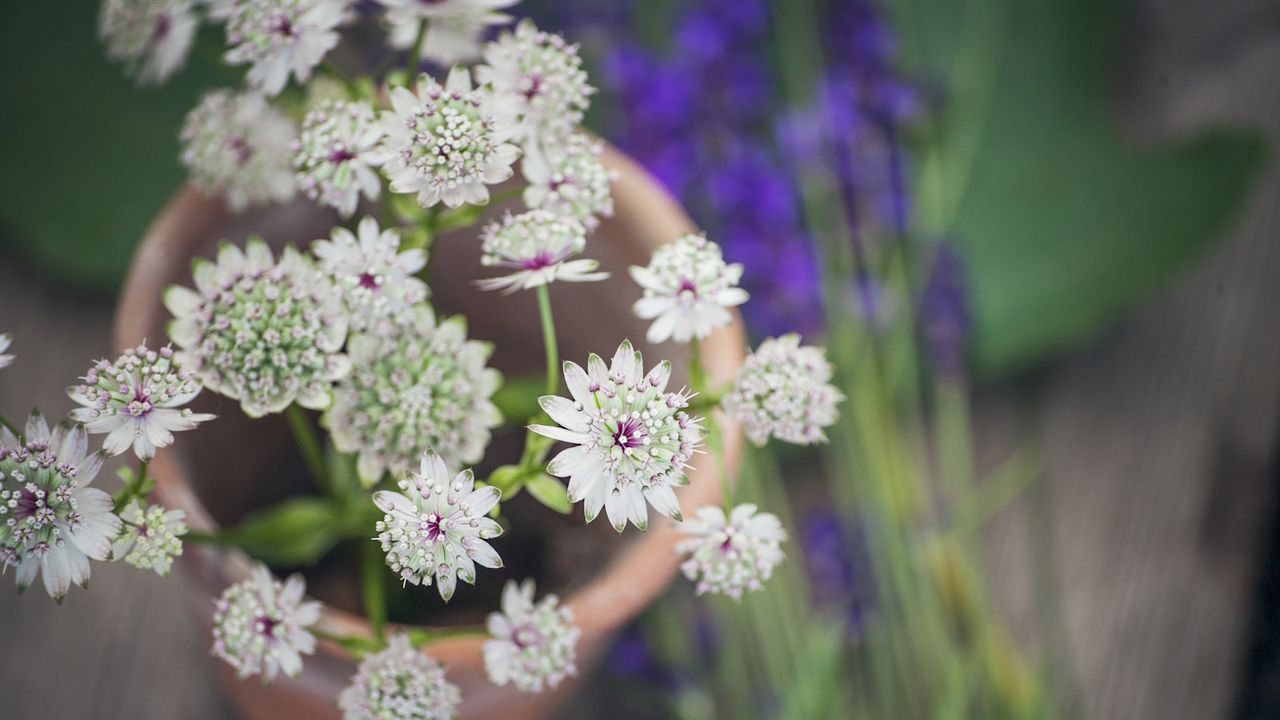 Astrantia in a pot