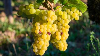 Cremant wine grapes