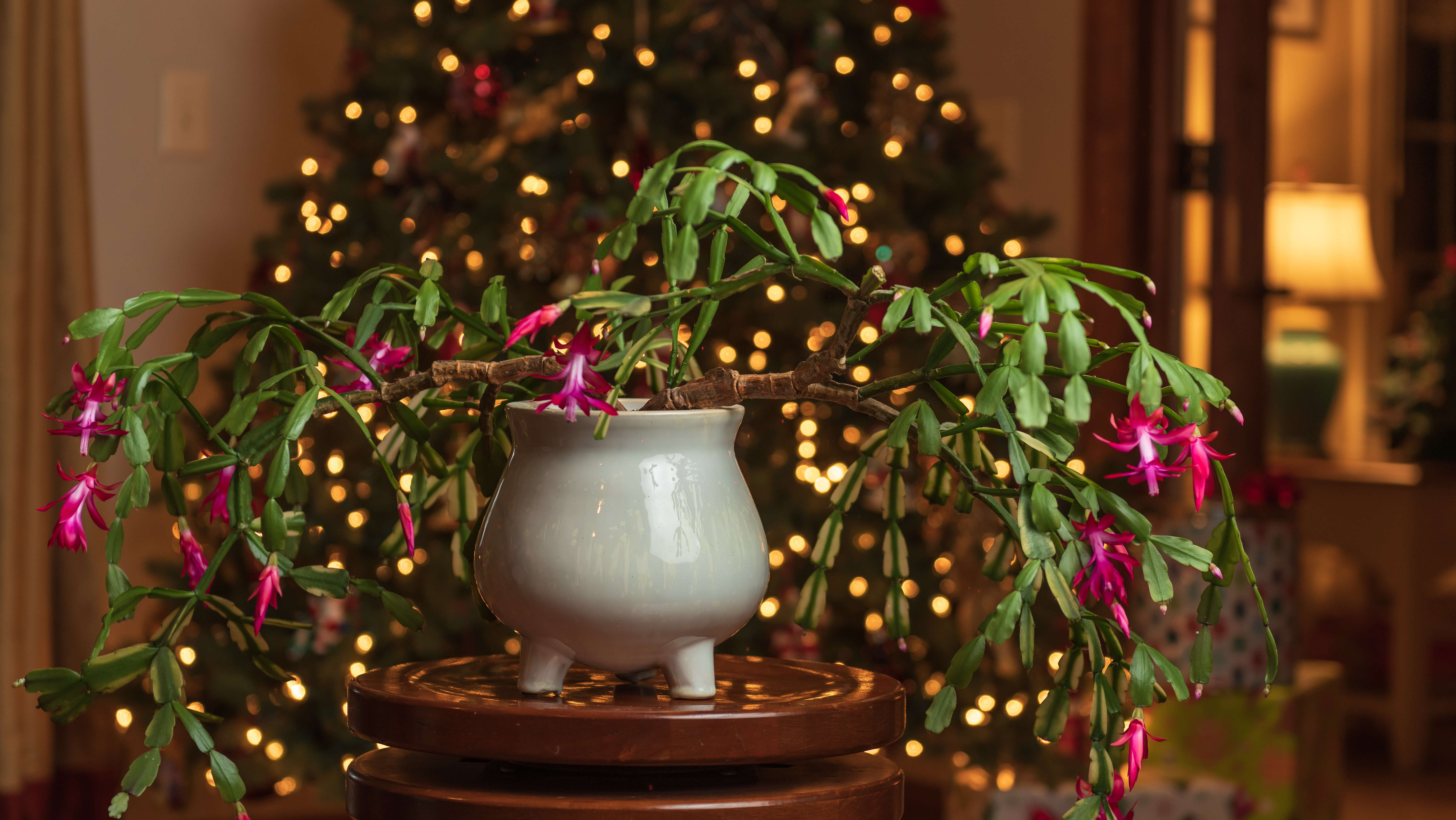 Рождественский кактус на столе перед елкой