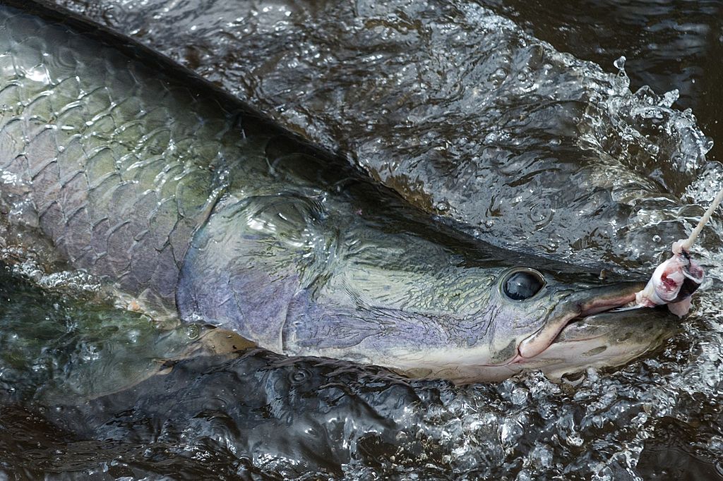 A farm-raised arapaima 