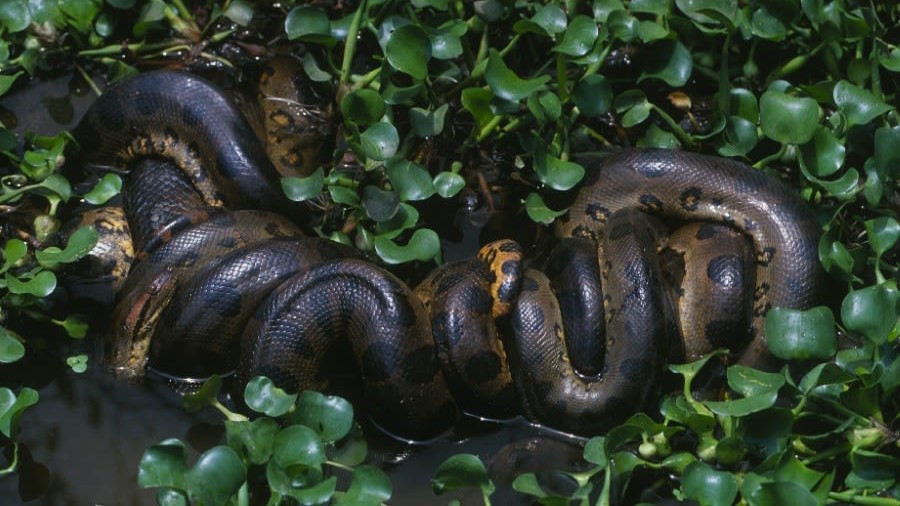 How We Found The Northern Green Anaconda A New Species Of The Heaviest 