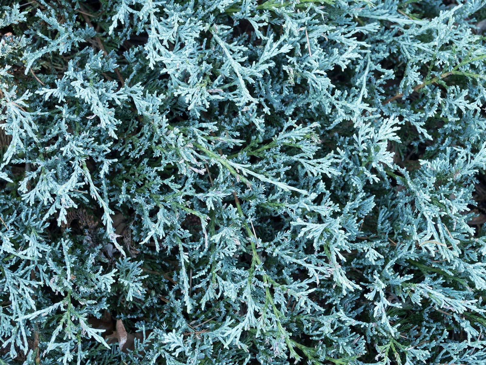 creeping juniper variety glacier growing as ground cover in garden border