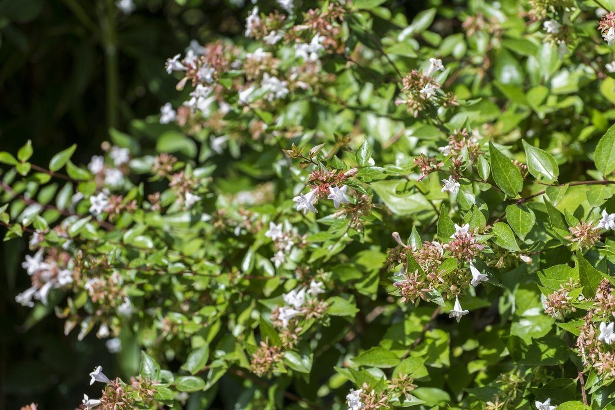 Shade Tolerant Evergreen Plant