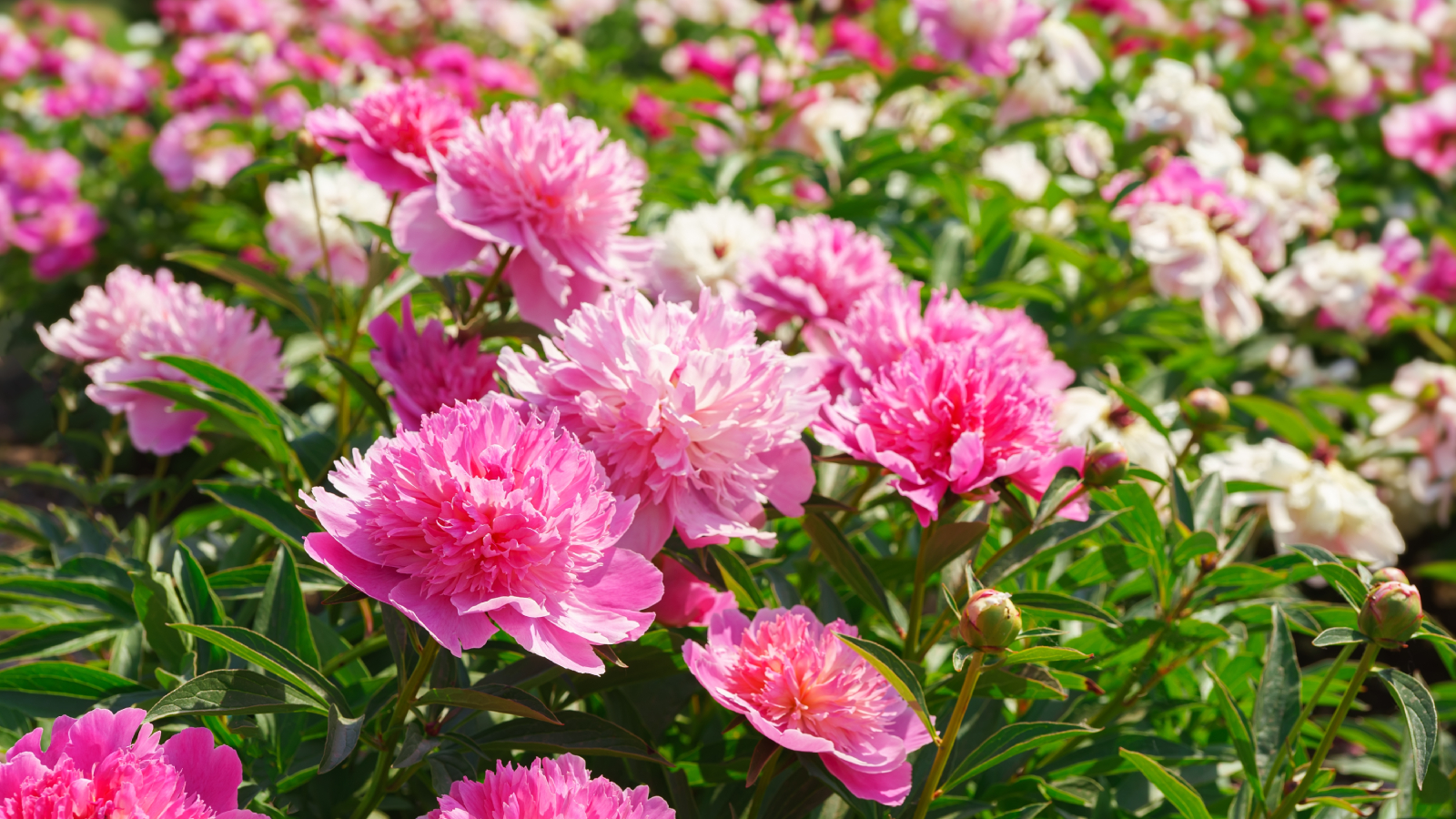 Pink peonies in bloom