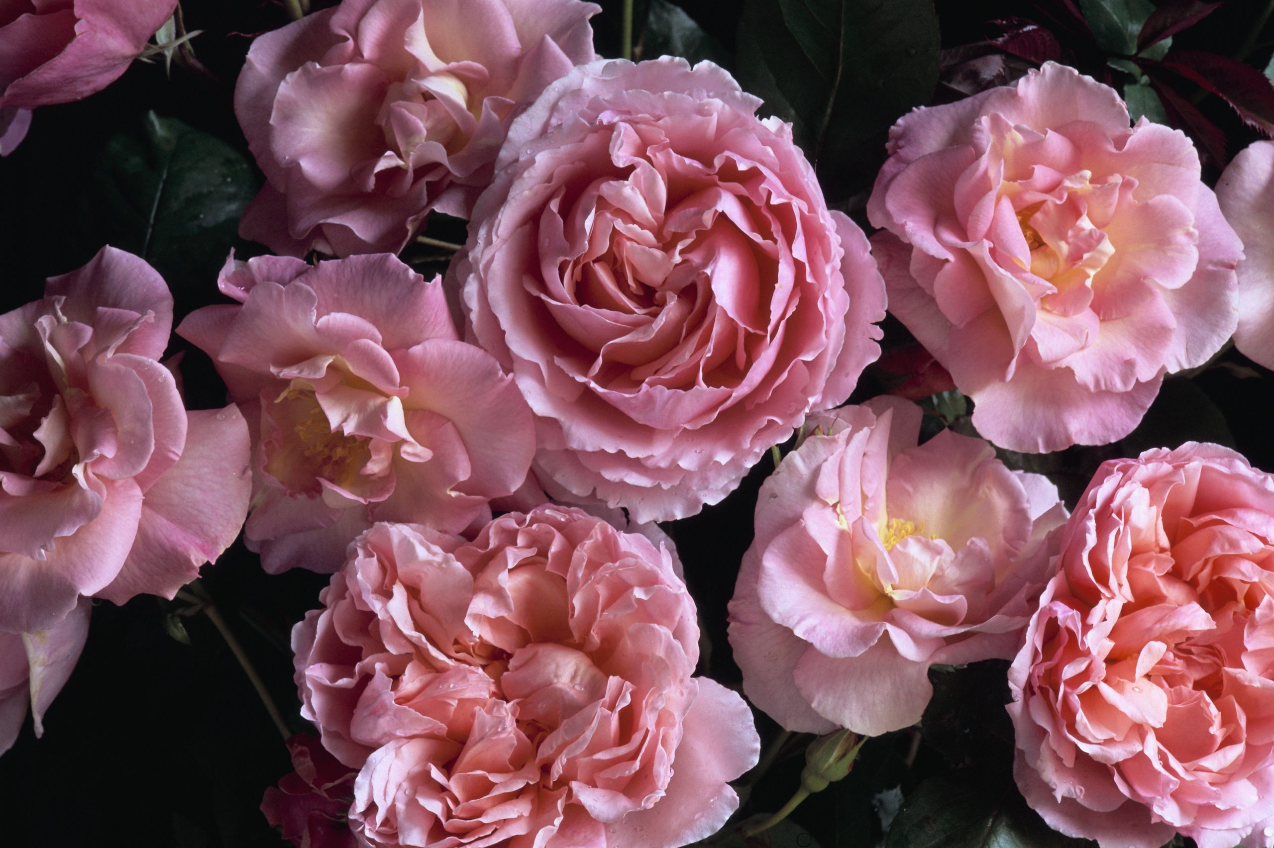 Woolf Roses A new rose named after The Princess of Wales highlights our near ...