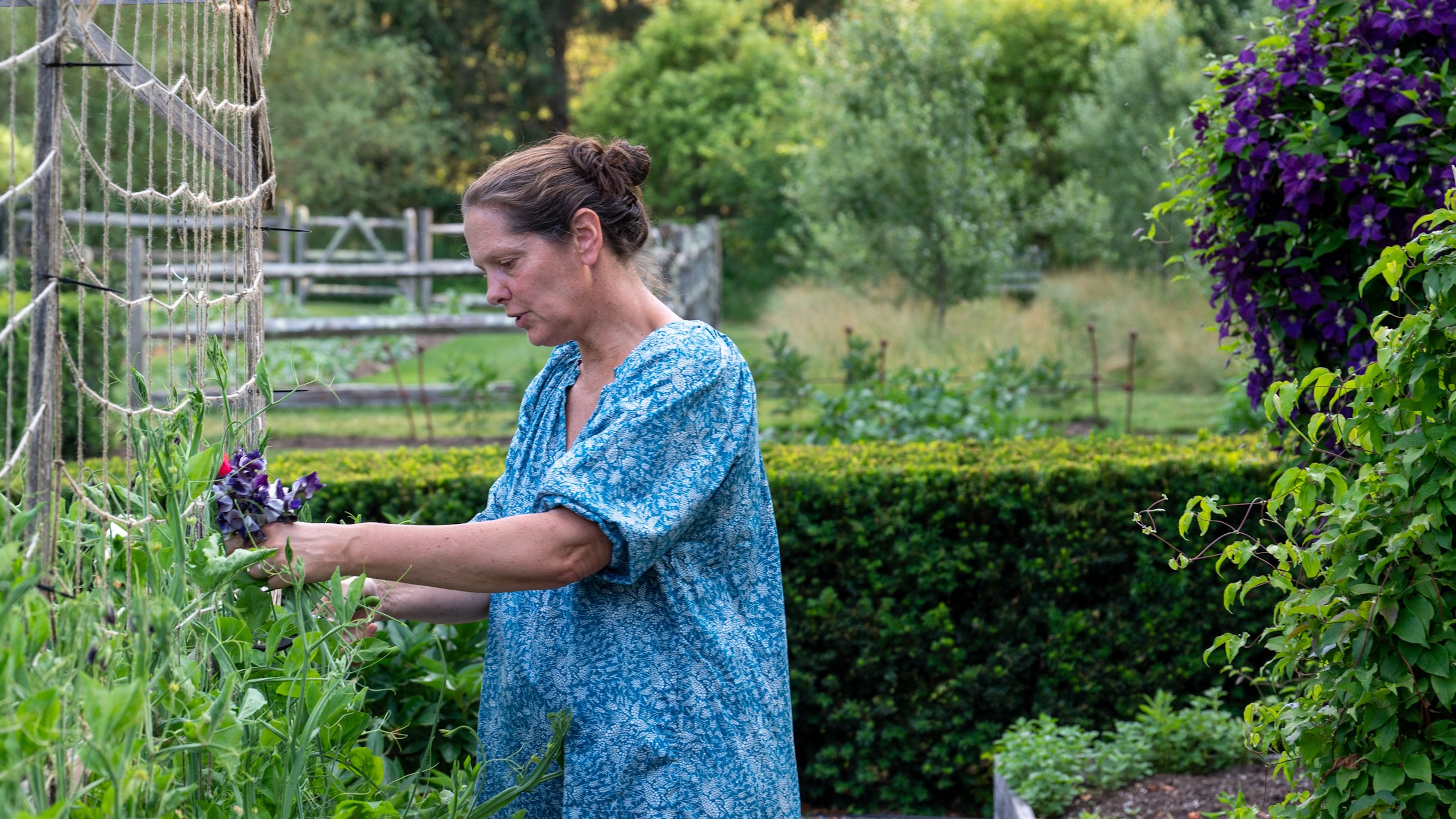 Pom Shillingford cutting sweet peas