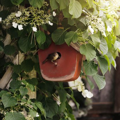 A beautiful house wren perched on a red birdhouse beneath a climbing hydrangea.