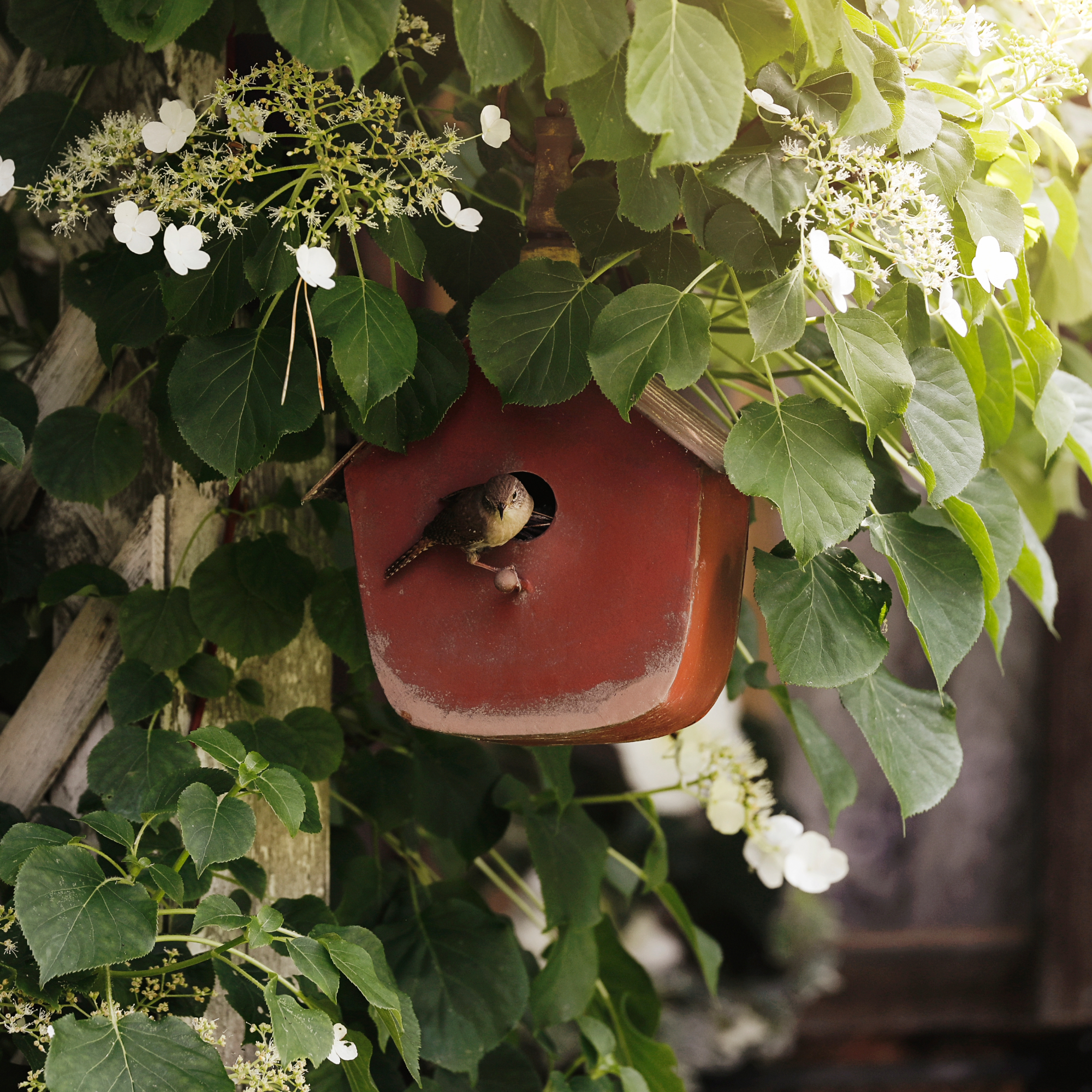 A beautiful house wren perched on a red birdhouse beneath a climbing hydrangea.