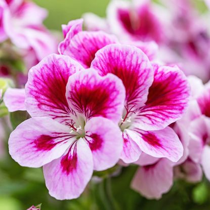 Regal Geranium "Elegance Jeanette" in flower