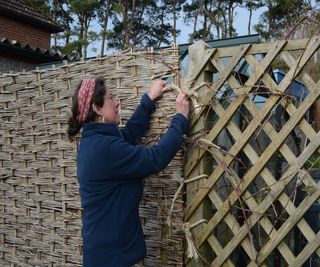 Fixing a hazel hurdle to protect a garden from wind rock and gale force winds