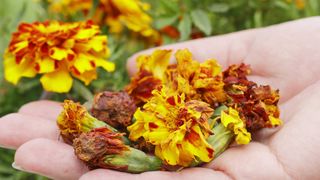 handful of dead marigold flowers