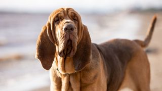 bloodhound