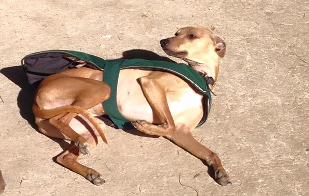 flora-harris-dog.jpg