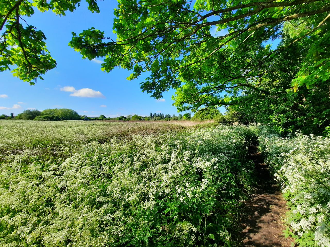 The ultra-wide camera takes oversaturated pictures, but the approach to color can make nature scenes look punchier.