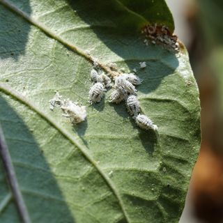 Mealybugs on leaf in garden