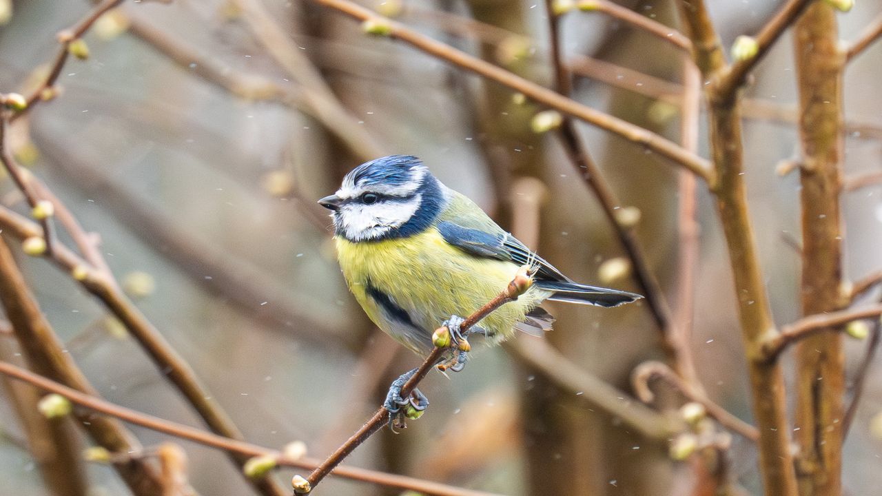 eurasian blue tit sat in a tree