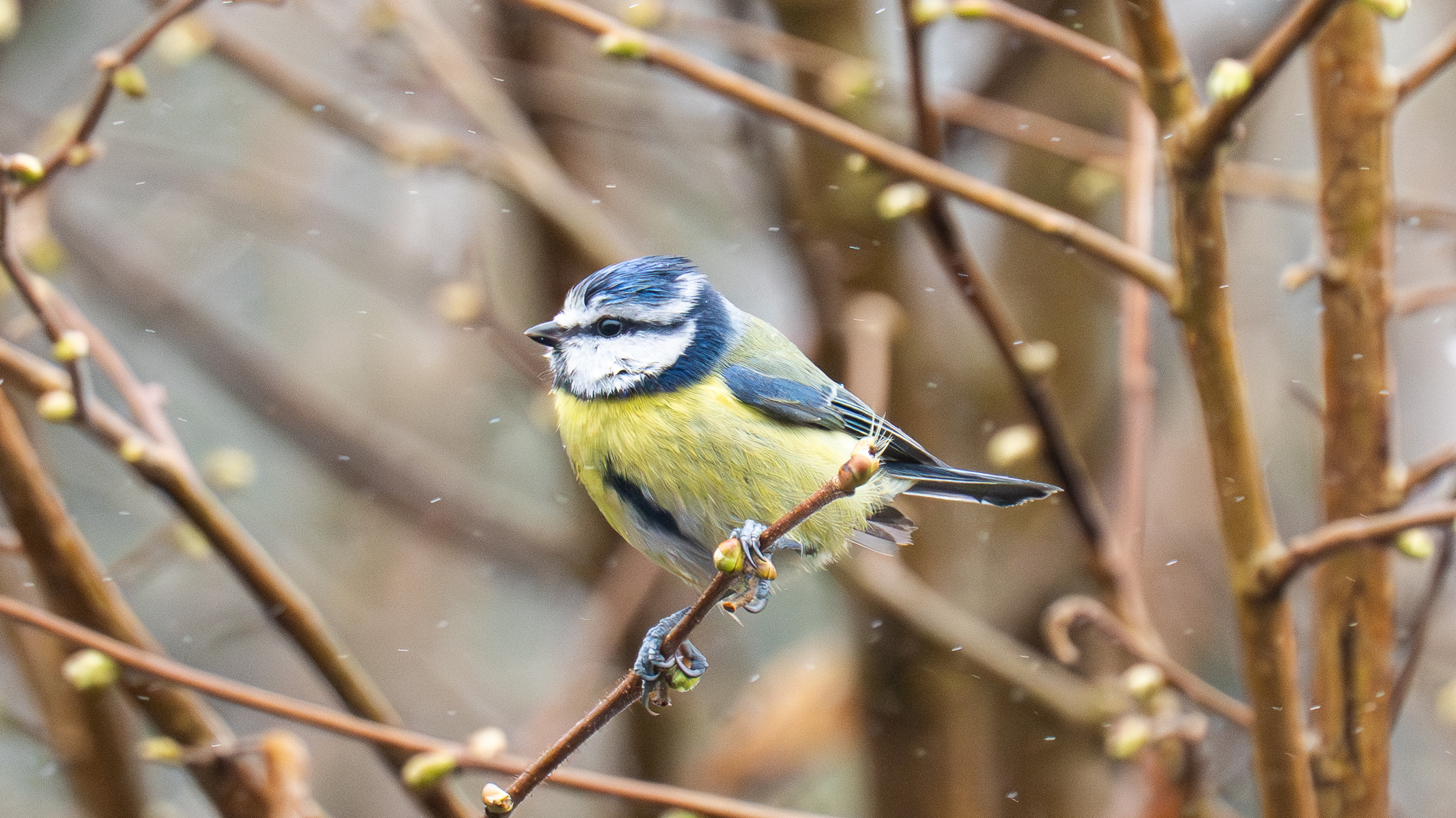 eurasian blue tit sat in a tree