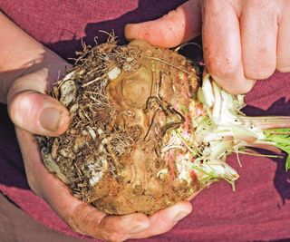 Hands holding a harvested celeriac