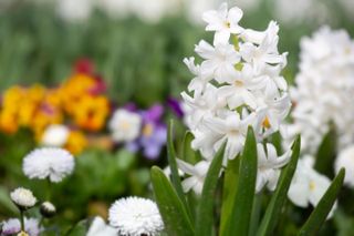 A snow white hyacinth