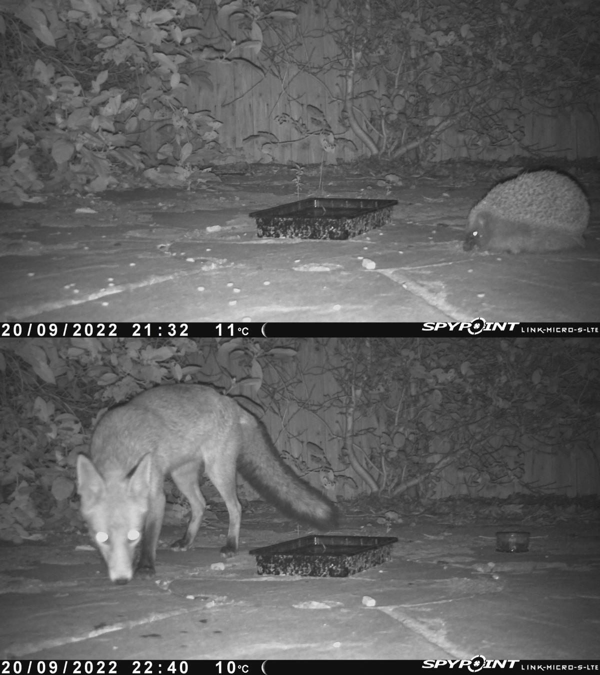 Spypoint LinkMicroSLTE trail camera review Digital Camera World