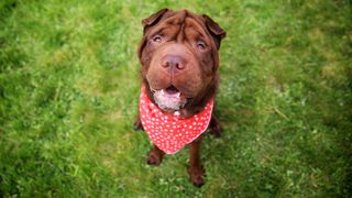 Shar Pei