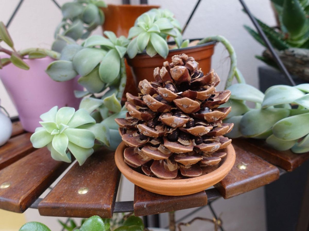 Pinecone Succulent Planter  How To Use A Pinecone For Succulents |  Gardening Know How