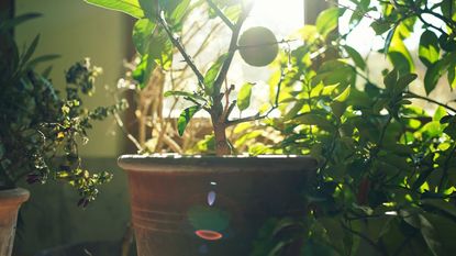 Plants overwintering in pots in a cellar