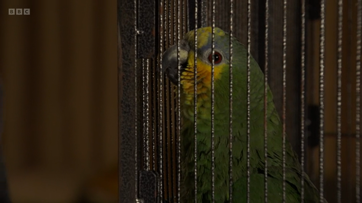 Rocky Cotton&#039;s green Amazon pet parrot Jasper Parrott in his cage EastEnders 