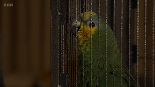 Rocky Cotton's green Amazon pet parrot Jasper Parrott in his cage EastEnders 
