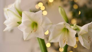 white amaryllis flowers with lights in background