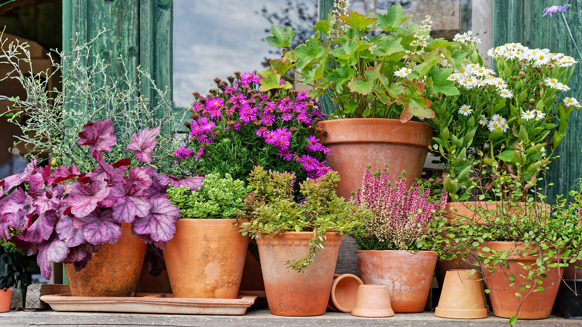 Different Potted autumn flowering plants (Heuchera sanguinea, Heuchera villosa, Aster ageratoides, Symphyotrichum novi-belgii) on wooden shelf in terracotta planters