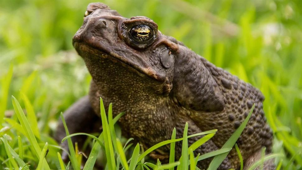 Cannibal cane toads lead the week's science news, because of course