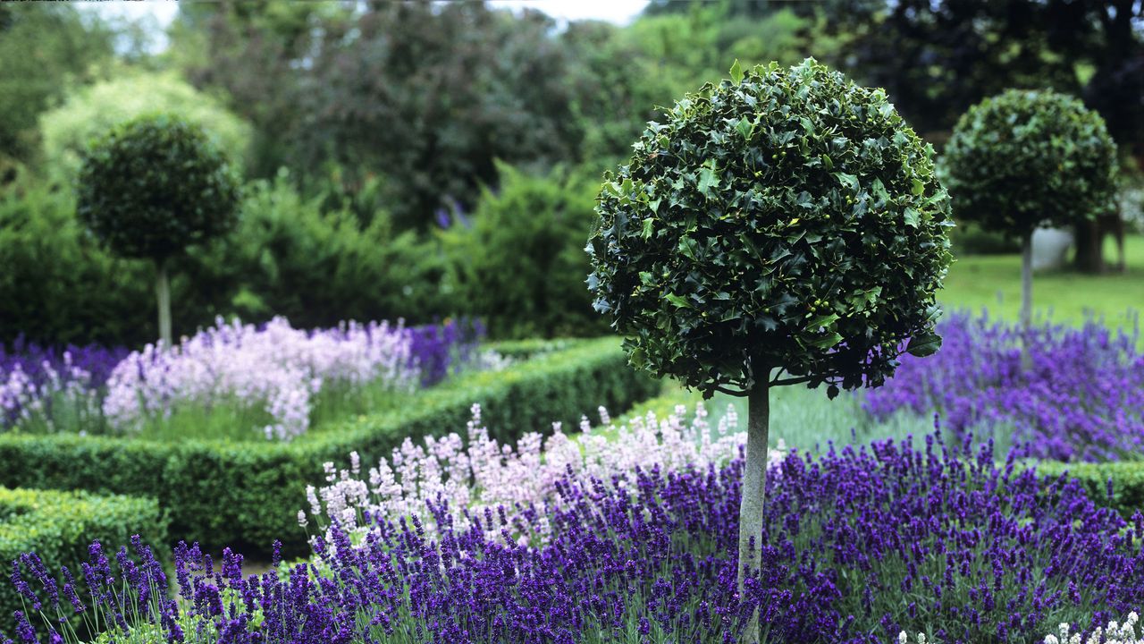 Lollipop topiary bay trees in a parterre garden