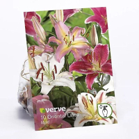 Oriental Lilies Mixed Flower Bulbs, Pack of 10: £6 | B&amp;Q&nbsp;