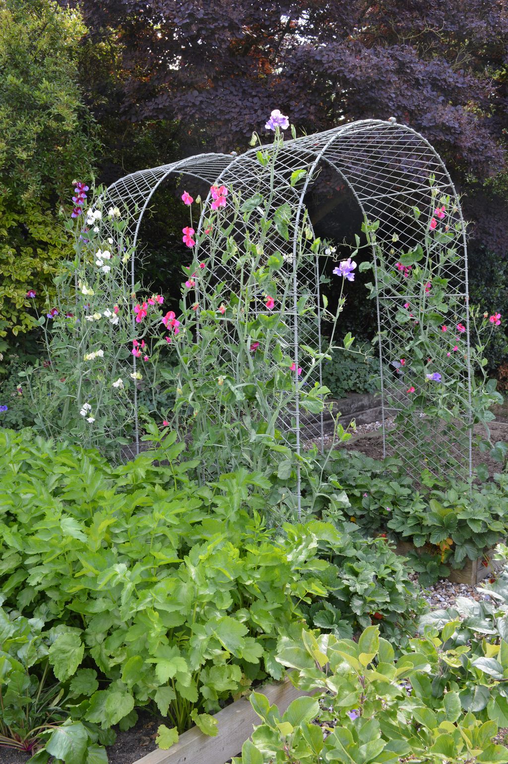 Climbing plant support ideas how to support them as they grow