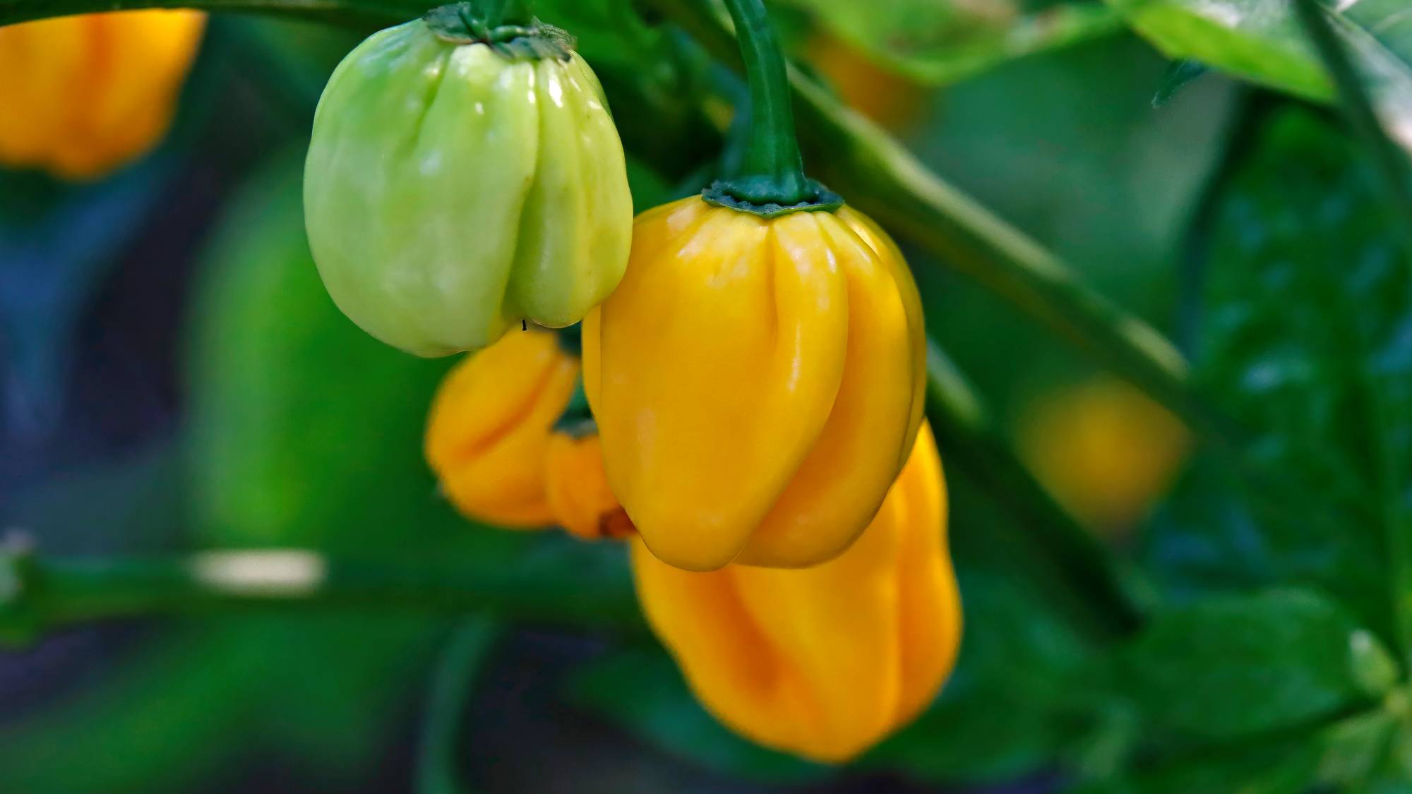 Habenero peppers on a plant