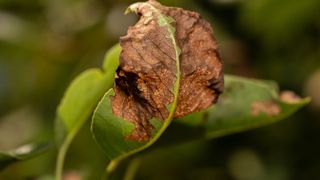 picture of browning leaf in garden