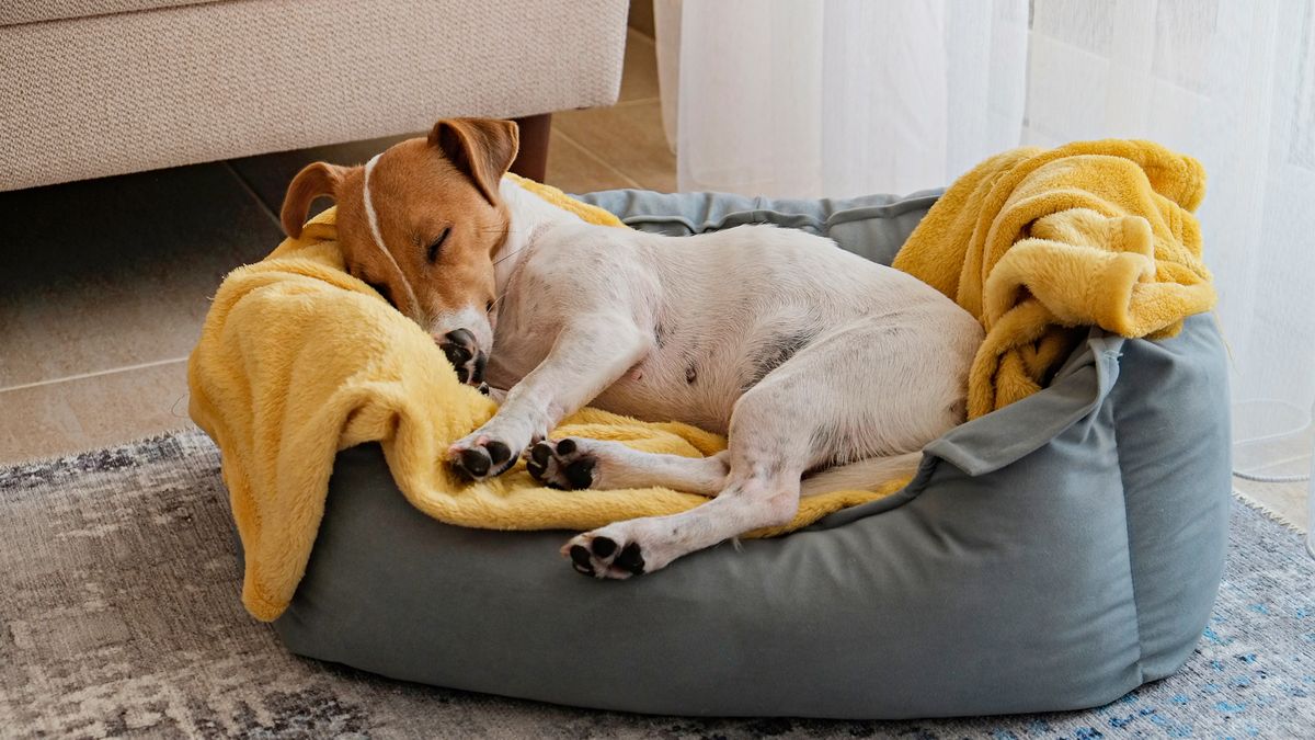 Dog snoozing in its bed