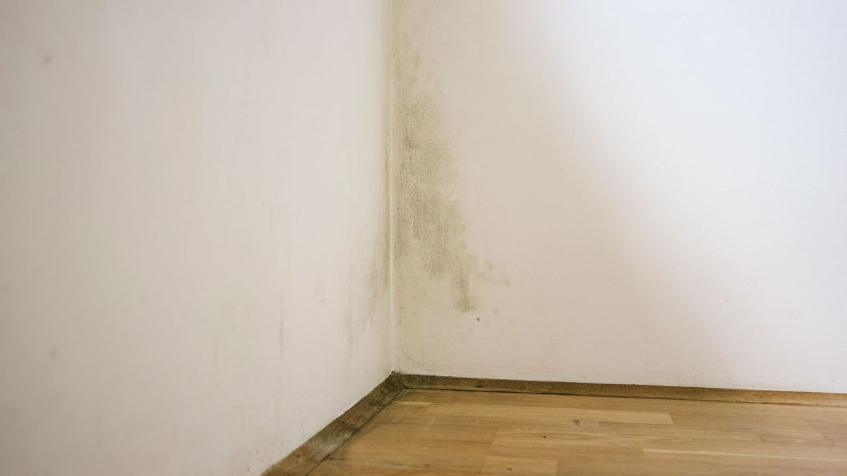 Mildew vs mould What's the difference? Homebuilding