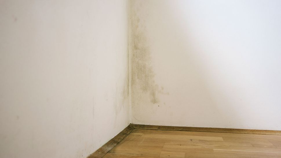 What is mildew and how can you get rid of it? Homebuilding