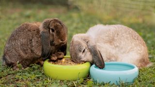 Two lop eared rabbits eating from bowl