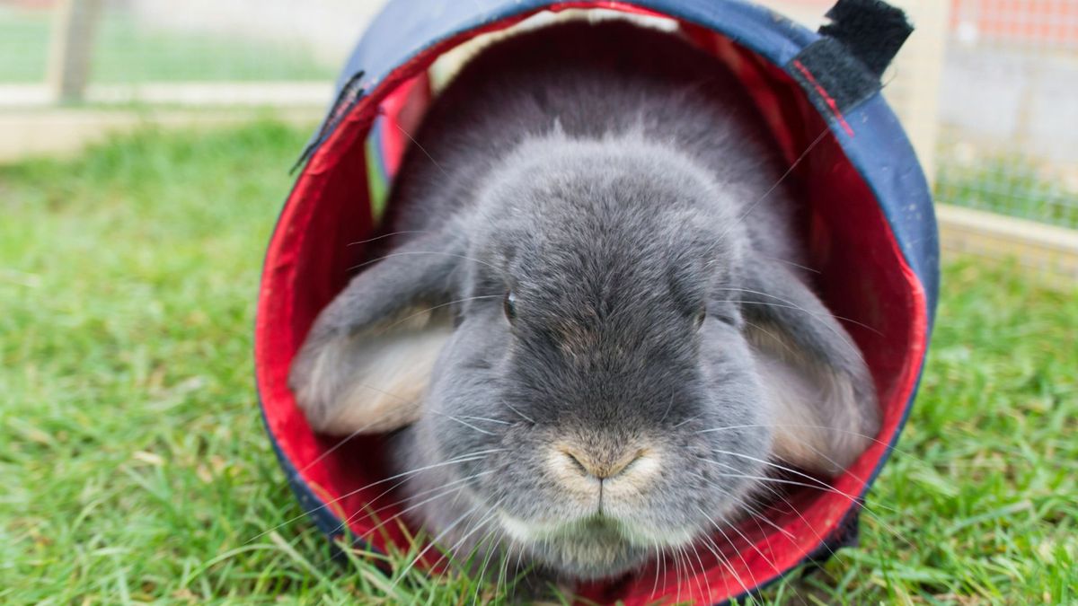 Rabbit playing in tunnel